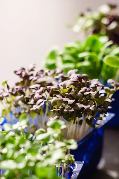 Surtido de microgreens en macetas — Foto de Stock