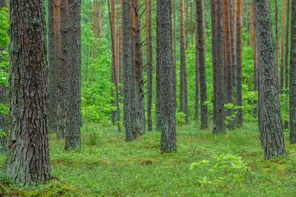 Grüner dichter Wald — Stockfoto