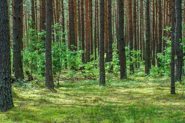 Grüner dichter Wald — Stockfoto