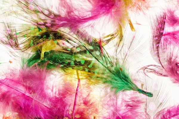 Красочные декоративные перья — стоковое фото