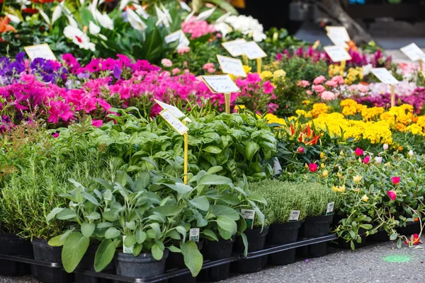 Nice spring flowers — Stock Photo, Image