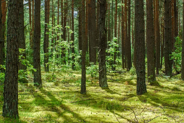 Grön tät skog — Stockfoto