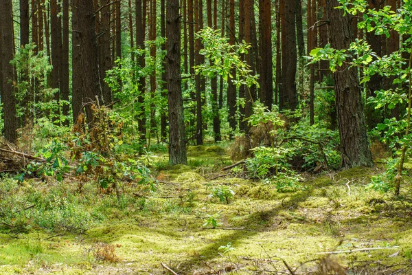 Зелений густий ліс — стокове фото