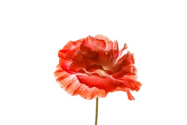 Kırmızı gelincik çiçeği