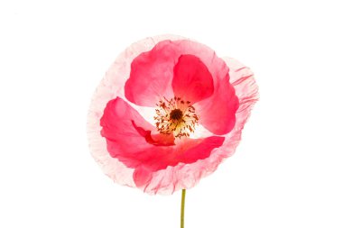 Kırmızı gelincik çiçeği