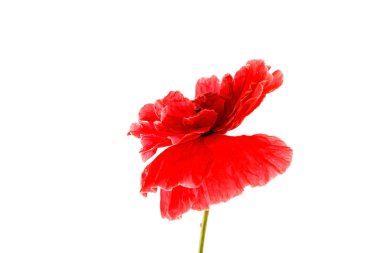 Kırmızı gelincik çiçeği