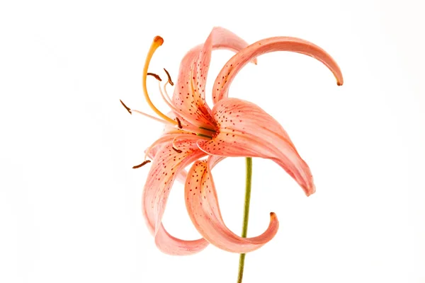 Pink lily květina — Stock fotografie