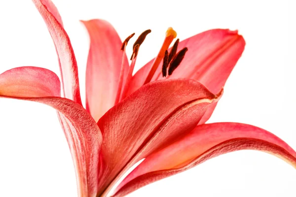 Roze lily bloem — Stockfoto