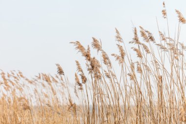 tohumlu reed saplarını