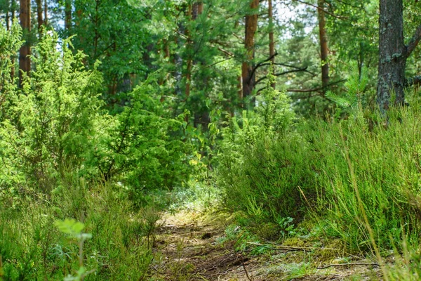 Szép zöld nyári erdőben — Stock Fotó