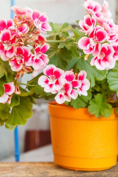 Blommande pelargon blommor — Stockfoto