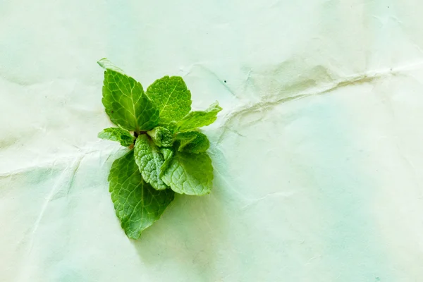 Mint leaves on blue — Stock Photo, Image