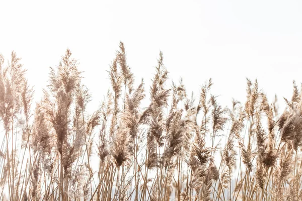 Ošumělé reed stonky — Stock fotografie