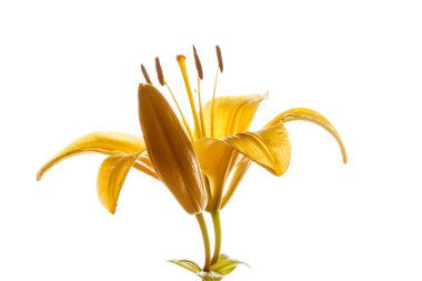 Sarı Zambak çiçeği