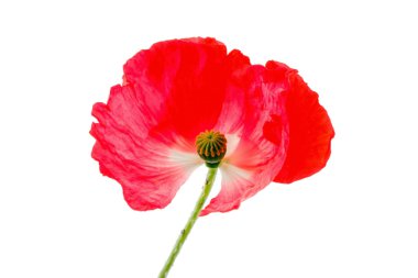 Kırmızı gelincik çiçeği