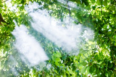 sabah güneş ağacı üzerinden