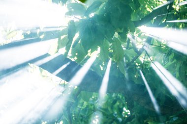 sabah güneş ağacı üzerinden