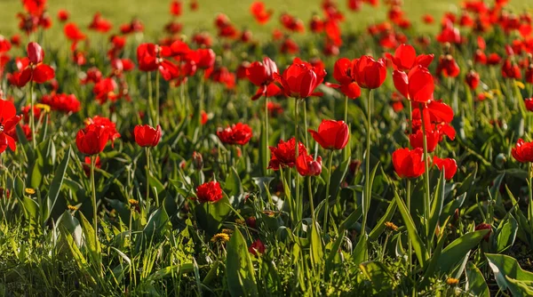 Schöne rote Tulpen — Stockfoto