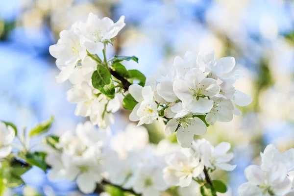 Spring cherry flowers twig — Stock Photo, Image