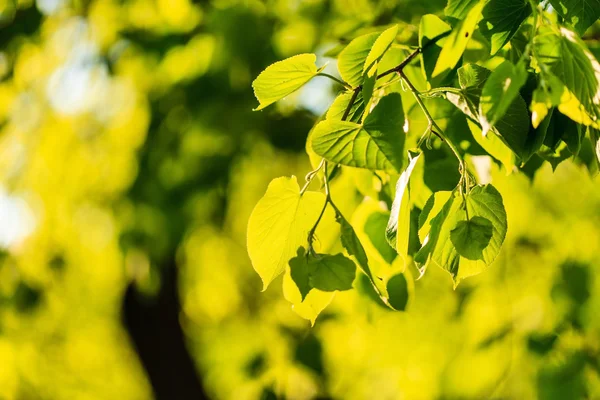 Green branches with leaves — Stock Photo, Image