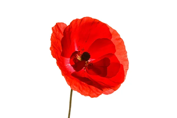 Red poppy flower — Stock Photo, Image