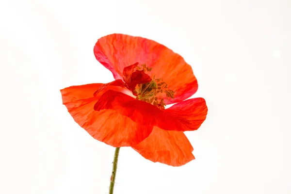 Flor de amapola roja — Foto de Stock