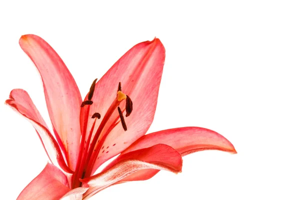 Roze lily bloem — Stockfoto