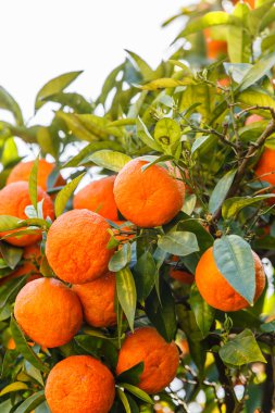 Mandalina ağacı dal