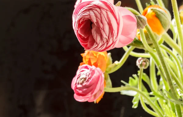 Kleurrijke Perzisch buttercup bloemen — Stockfoto