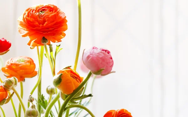カラフルなペルシャ キンポウゲの花 — ストック写真