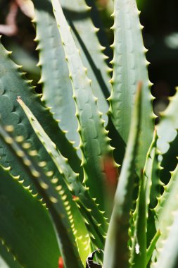 Yeşil Aloe tesisi