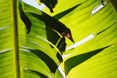 Yeşil yaprak dokusu