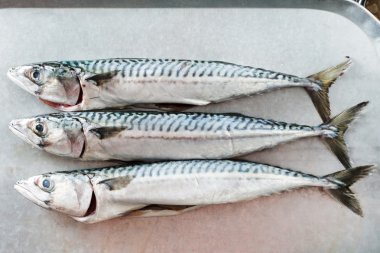 taze uskumru balığı