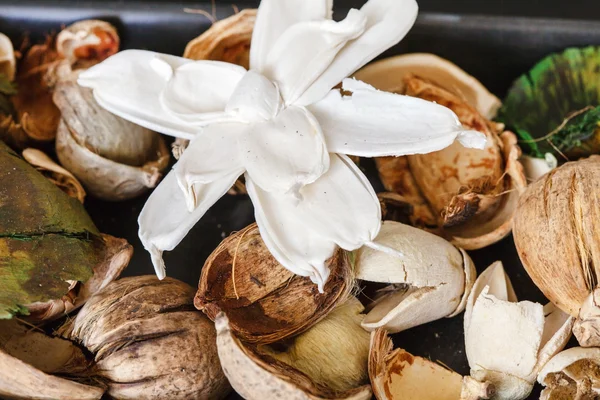 Dry blossom flower — Stock Photo, Image