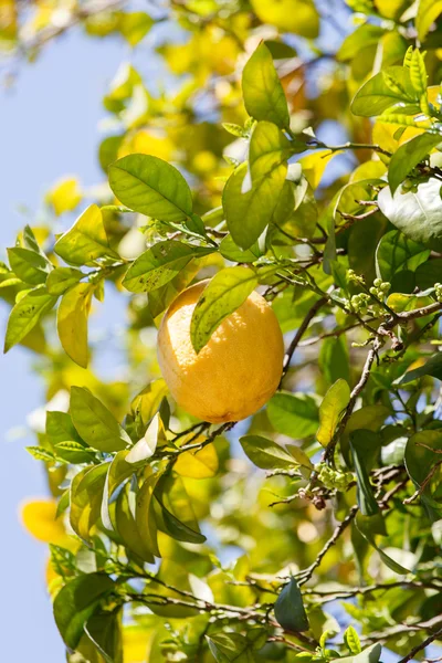 Limon ağacı dalları — Stok fotoğraf