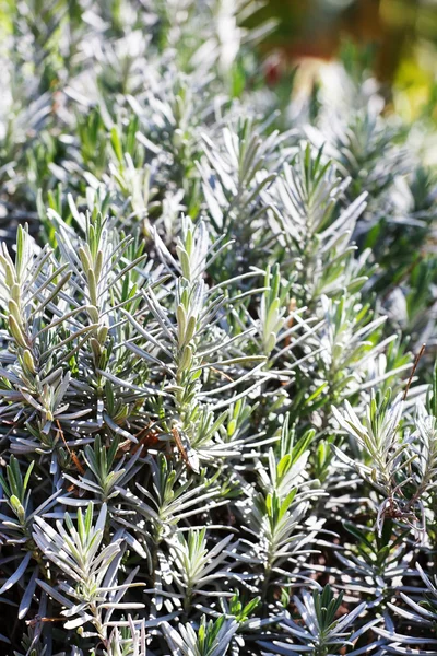 Green rosemary plants — Stock Photo, Image