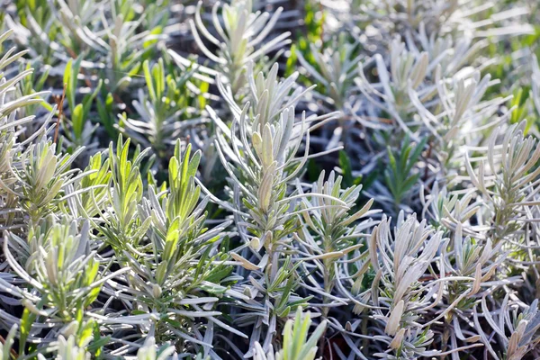 Rośliny zielone rosemary — Zdjęcie stockowe