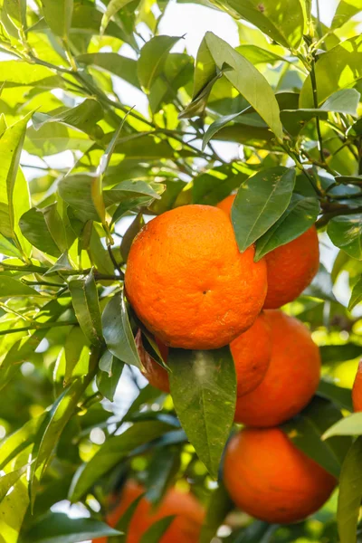 Ripe tangerines on tree — Stock Photo, Image