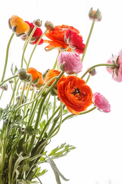 Жовтець барвисті квіти — стокове фото