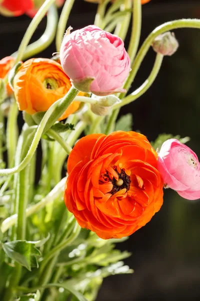 Colorful persian buttercup flowers — Stock Photo, Image