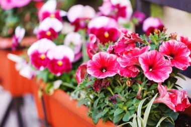 Petunya çiçek çiçeklenme