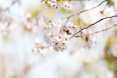 elma ağacı çiçek