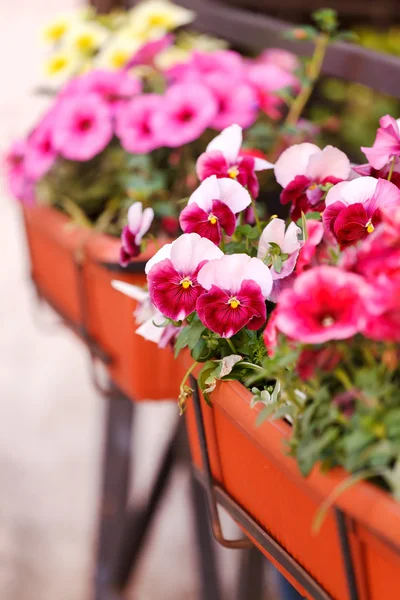 Petunya çiçek çiçeklenme