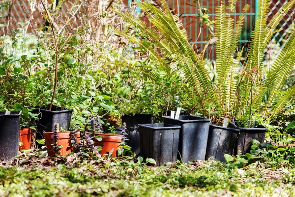 Jardín de verano con macetas de plantas verdes —  Fotos de Stock