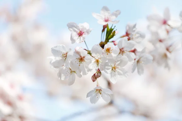 Omenapuu kukkii — kuvapankkivalokuva