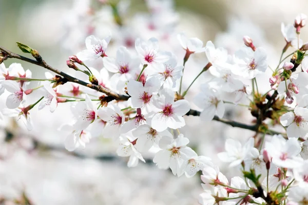 Bloeiende appelboom — Stockfoto