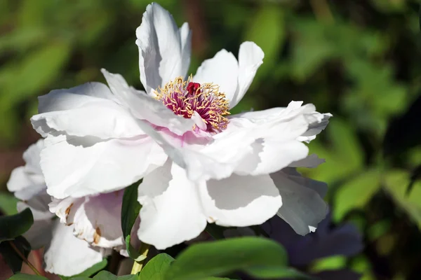 牡丹の花が咲く — ストック写真