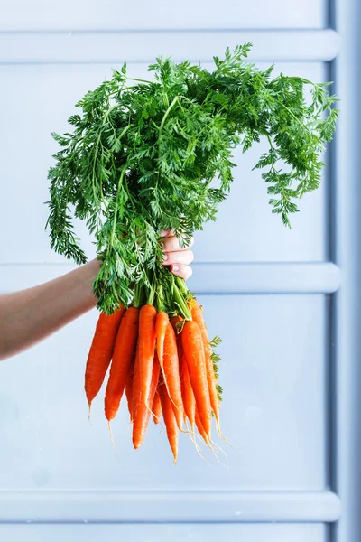 Zanahorias frescas en la mano —  Fotos de Stock