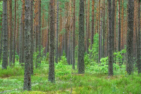 Green summer forest — Stock Photo, Image