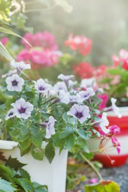 Sardunya çiçek çiçeklenme